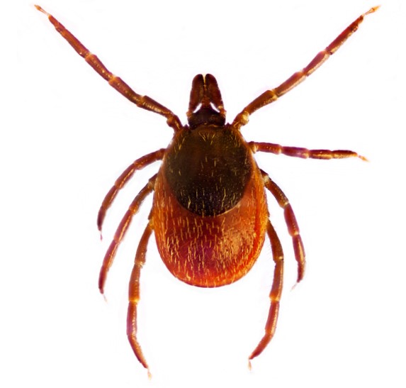 Ixodes ricinus o zecca comune